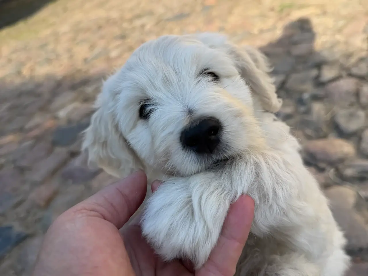 Billede 3 - Multigen Labradoodle - KUN Gunnar tilbage