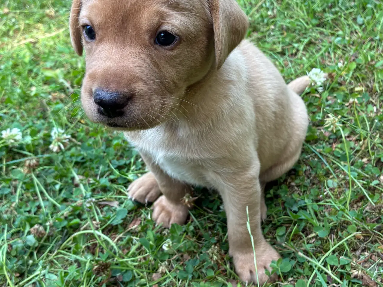 Billede 5 - Labrador F1 foxrøde hvalpe sælges