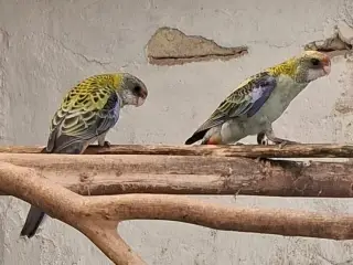 Blå Rosella Parakitter