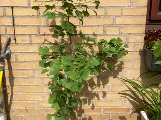 Tempeltræ Ginko Biloba