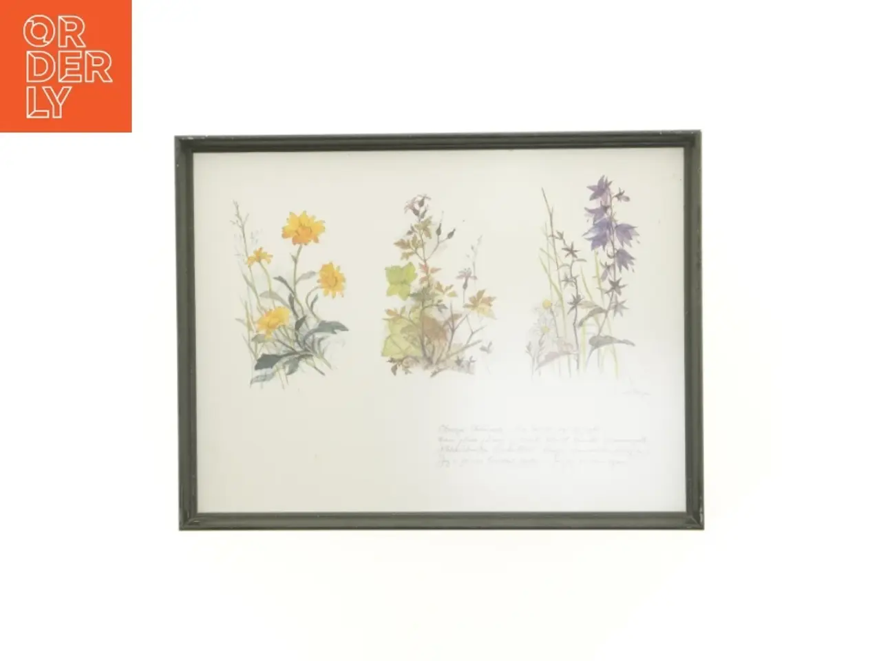 Billede 1 - Indrammet botanisk illustration (str. 40 x 30,5 cm)