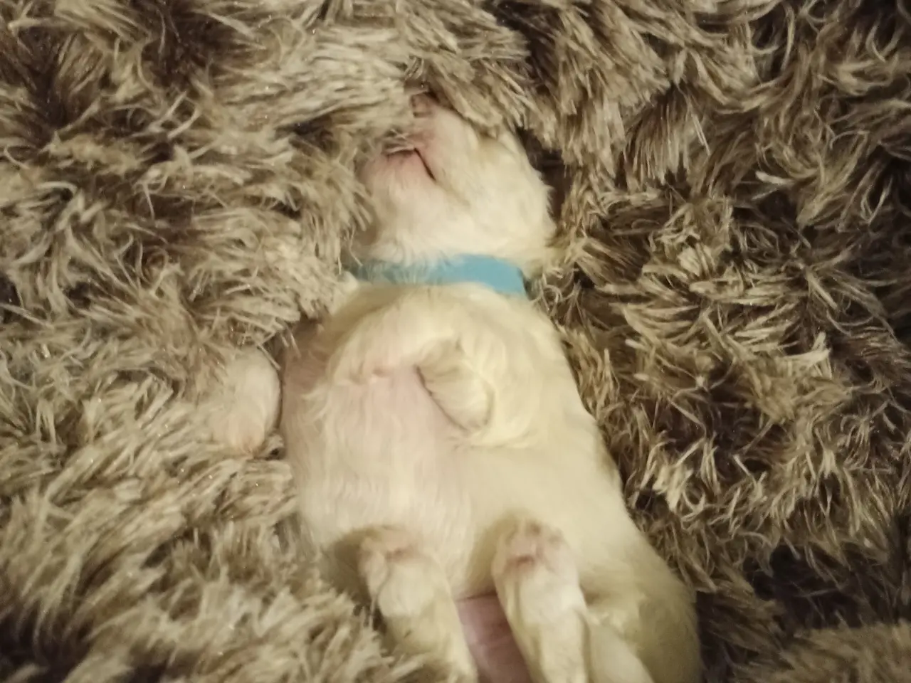 Billede 9 - Maltipoo hvalpe 