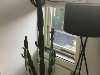 Kaktus 195cm skal afhentes i Viborg