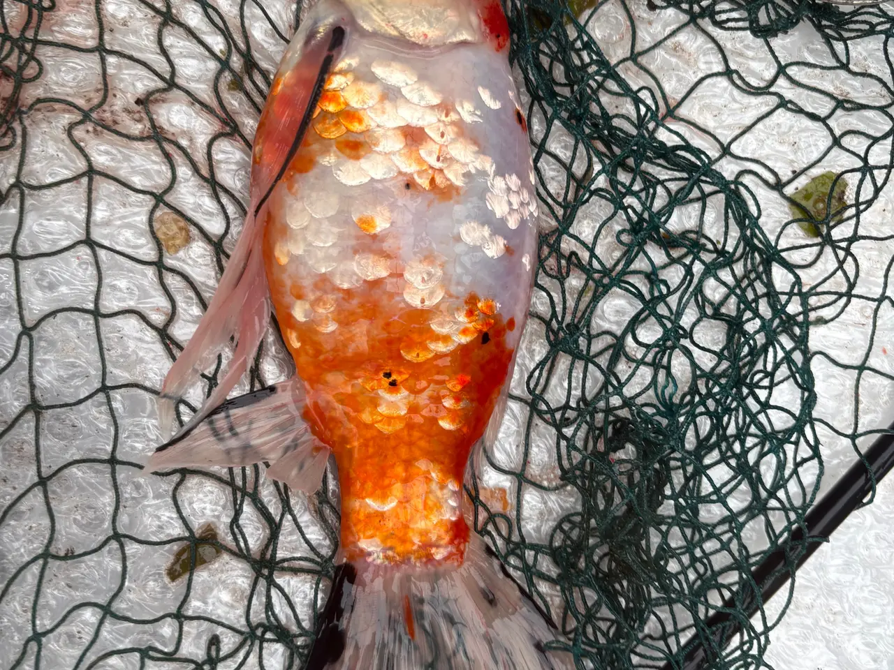 Billede 19 - Fisk / guldfisk 