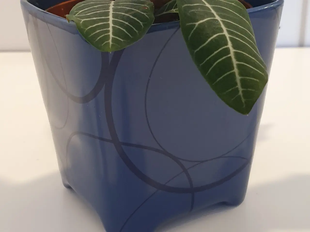 Billede 15 - stueplanter, grønne planter