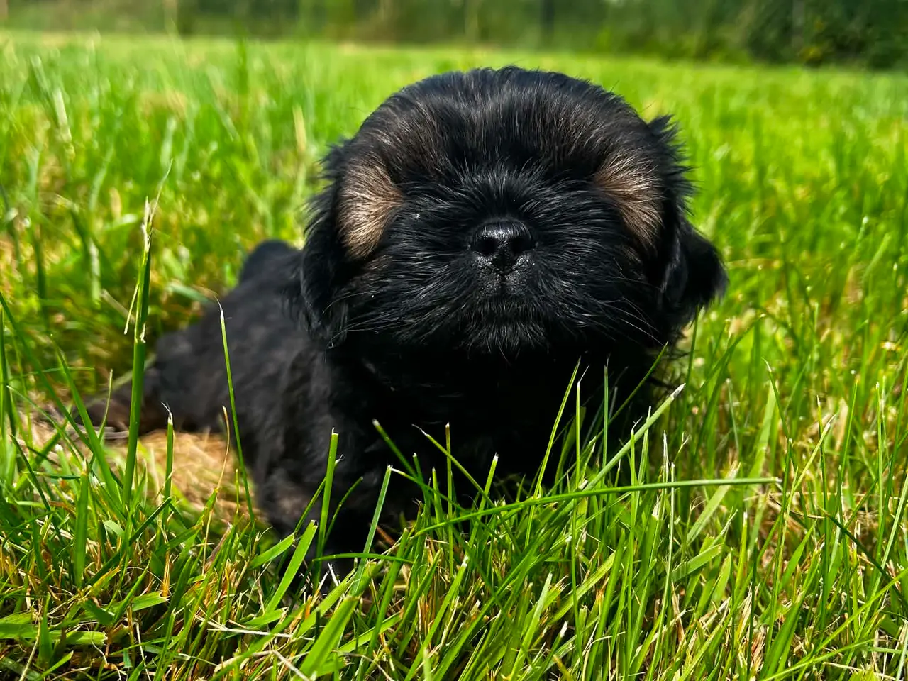 Billede 14 - Shih Tzu hvalpe
