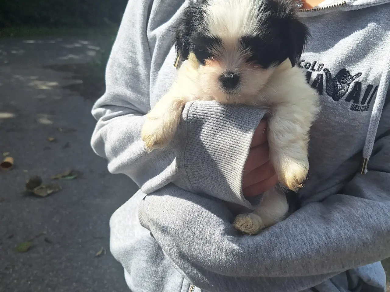 Billede 4 - Lhasa Apso malteser hvalpe
