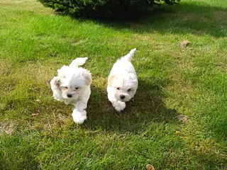 🐶 Søde hvalpe søger deres rette familie! 🐶 - 4