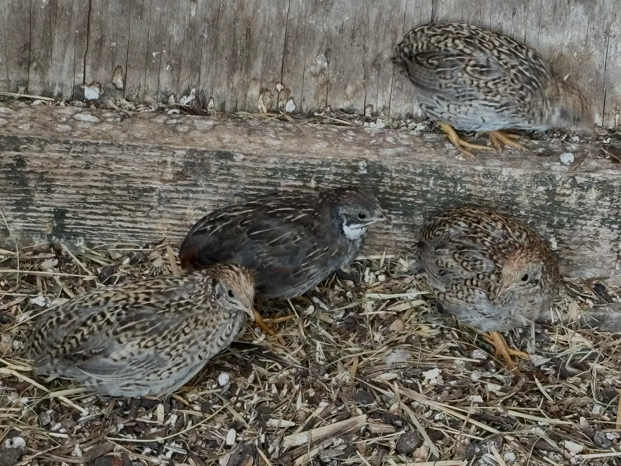 Billede 2 - Kinesiske og Harlekin vagtler