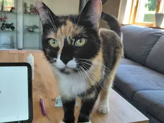 Søger et hjem uden andre katte
