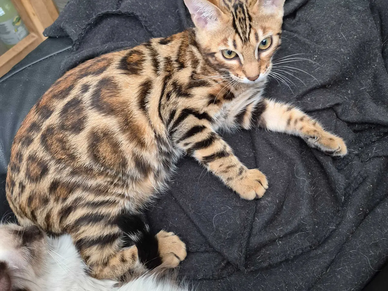 Billede 1 - Bengal Hankilling 