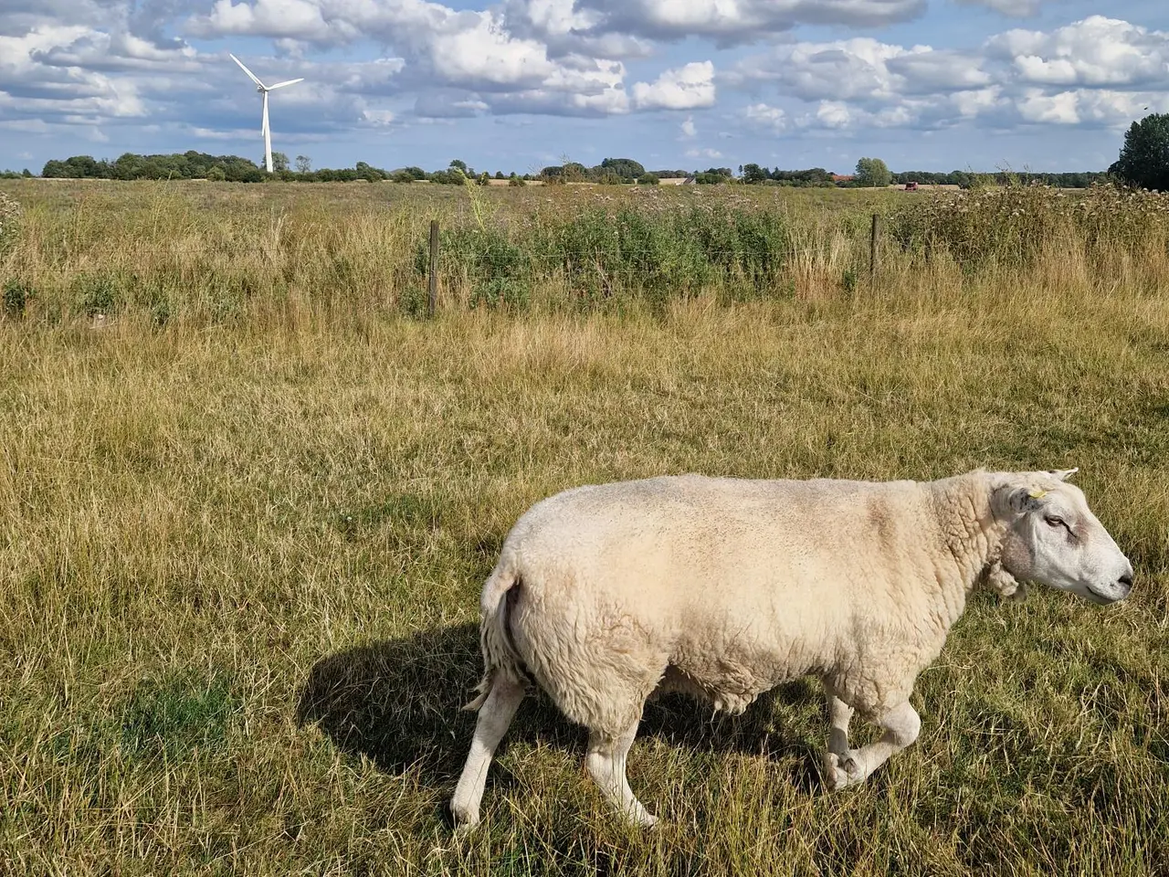 Billede 1 - Meget god texel vædder 5 år M3 sælges