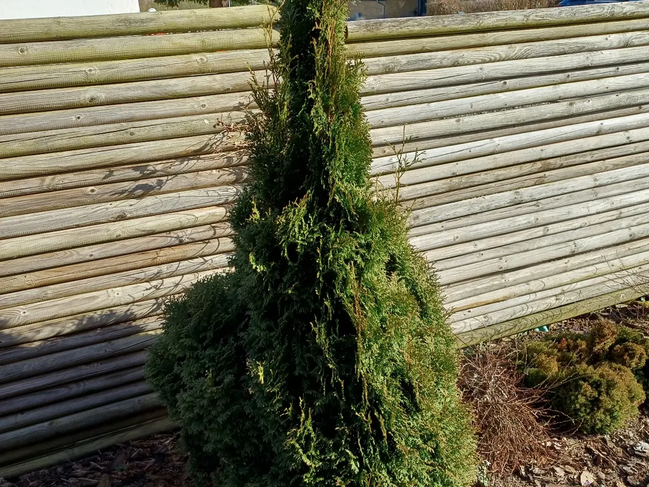 Billede 1 - Stor flot Thuja