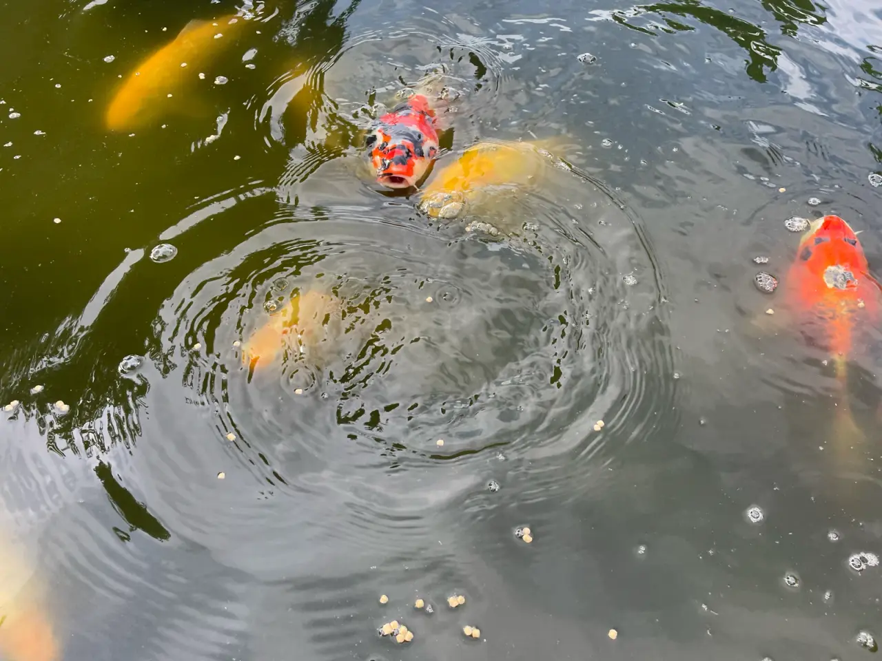 Billede 2 - Koi karper 20 til 45 cm