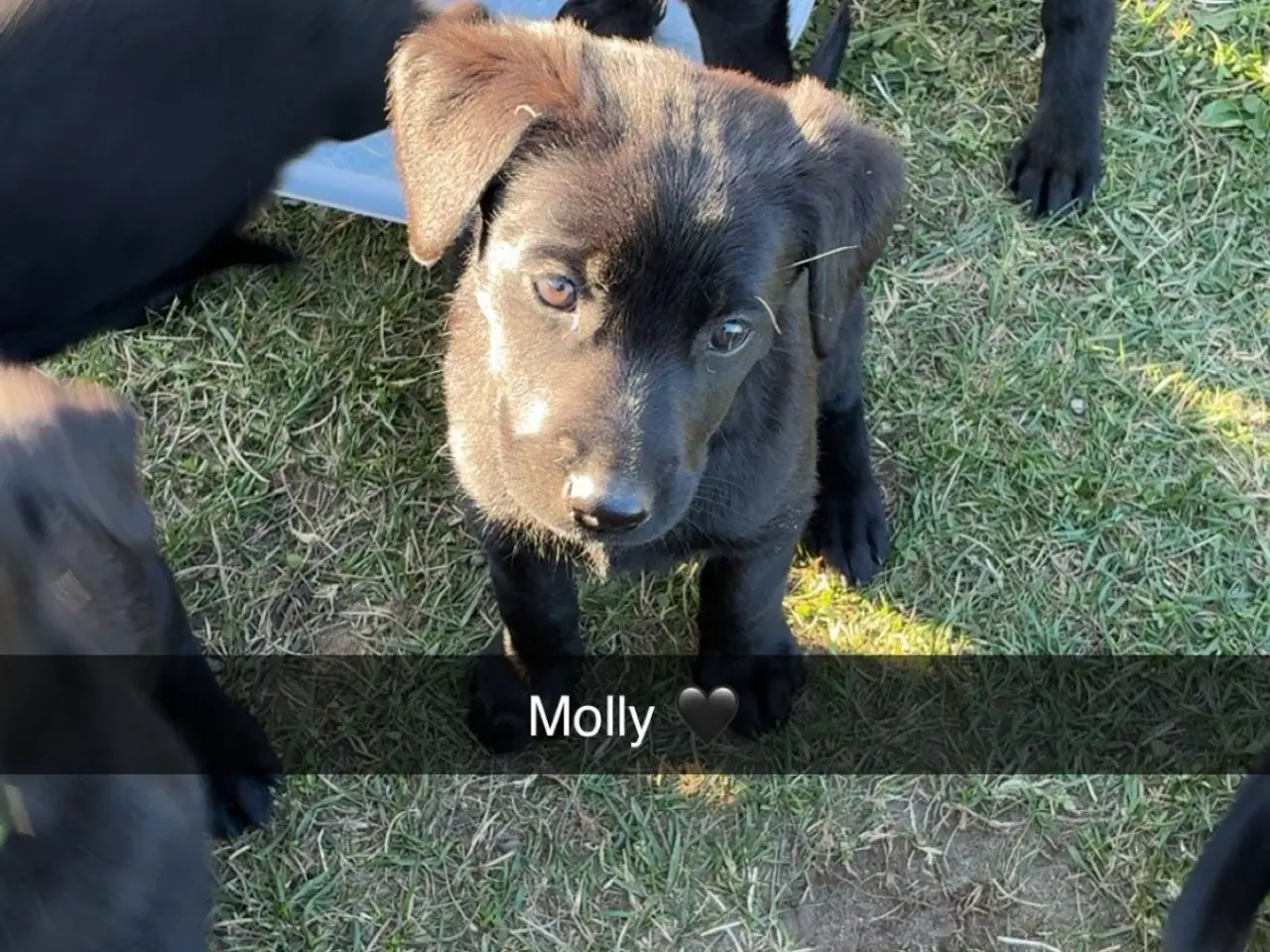Billede 4 - Labrador og Malinois blandning