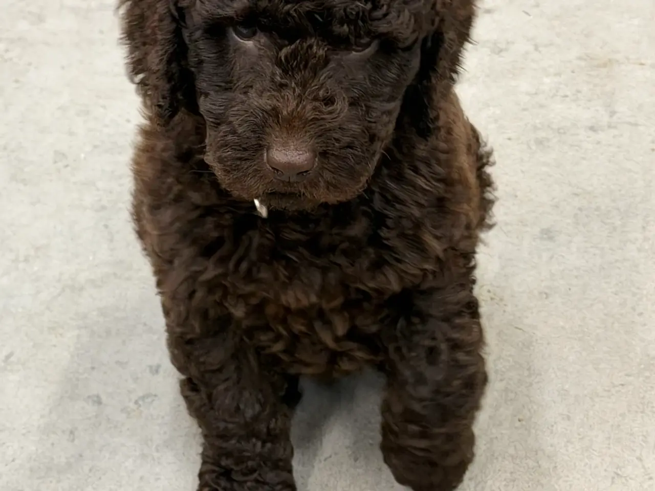 Billede 2 - 🤎🐾 5 skønne Cockapoo-piger i chokoladebrun 🐾🤎