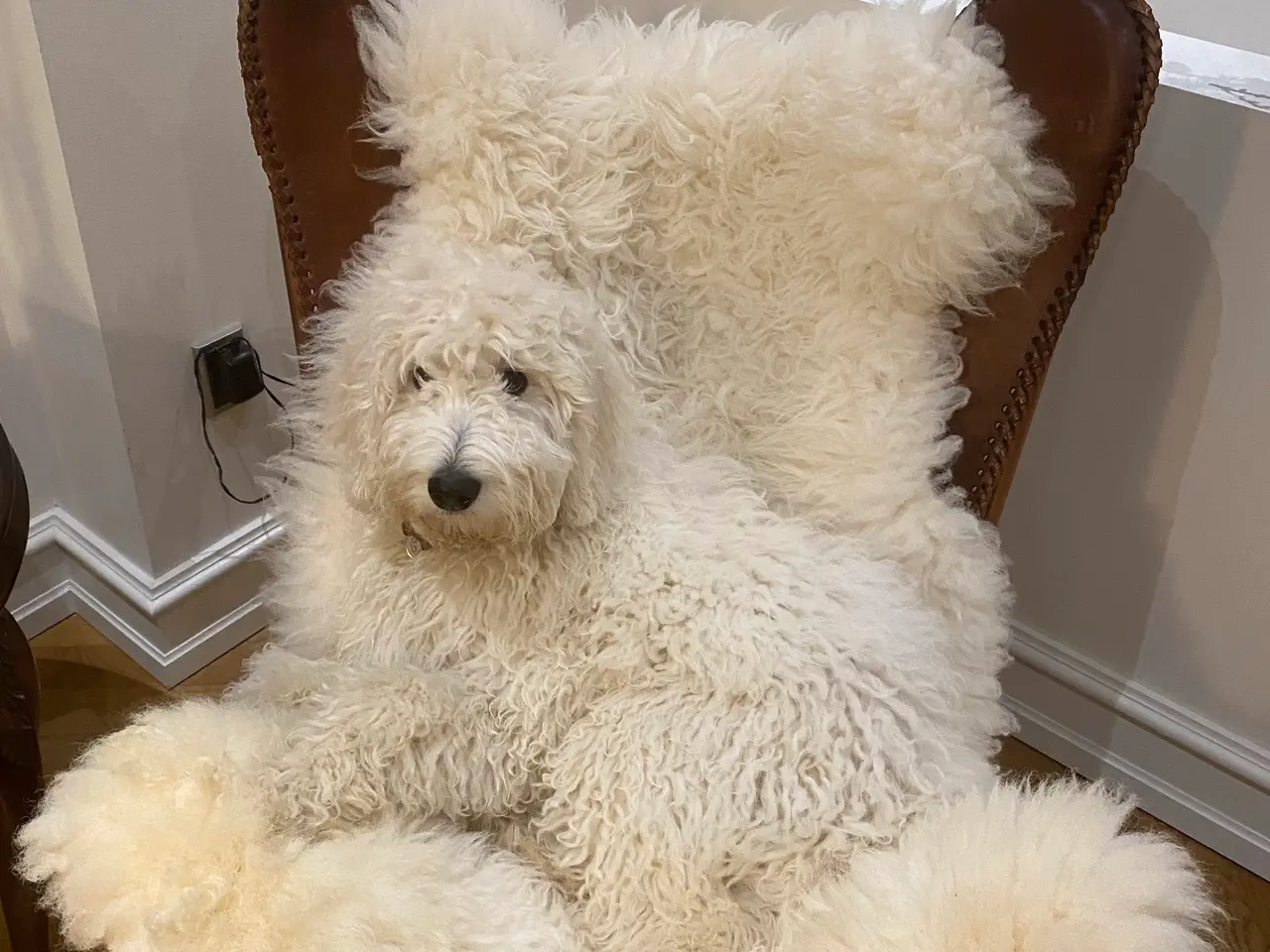 Billede 4 - Multigen Labradoodle hvalpe på vej