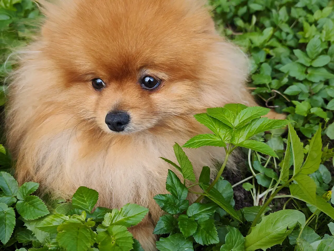 Billede 2 - Mini Pomeranian