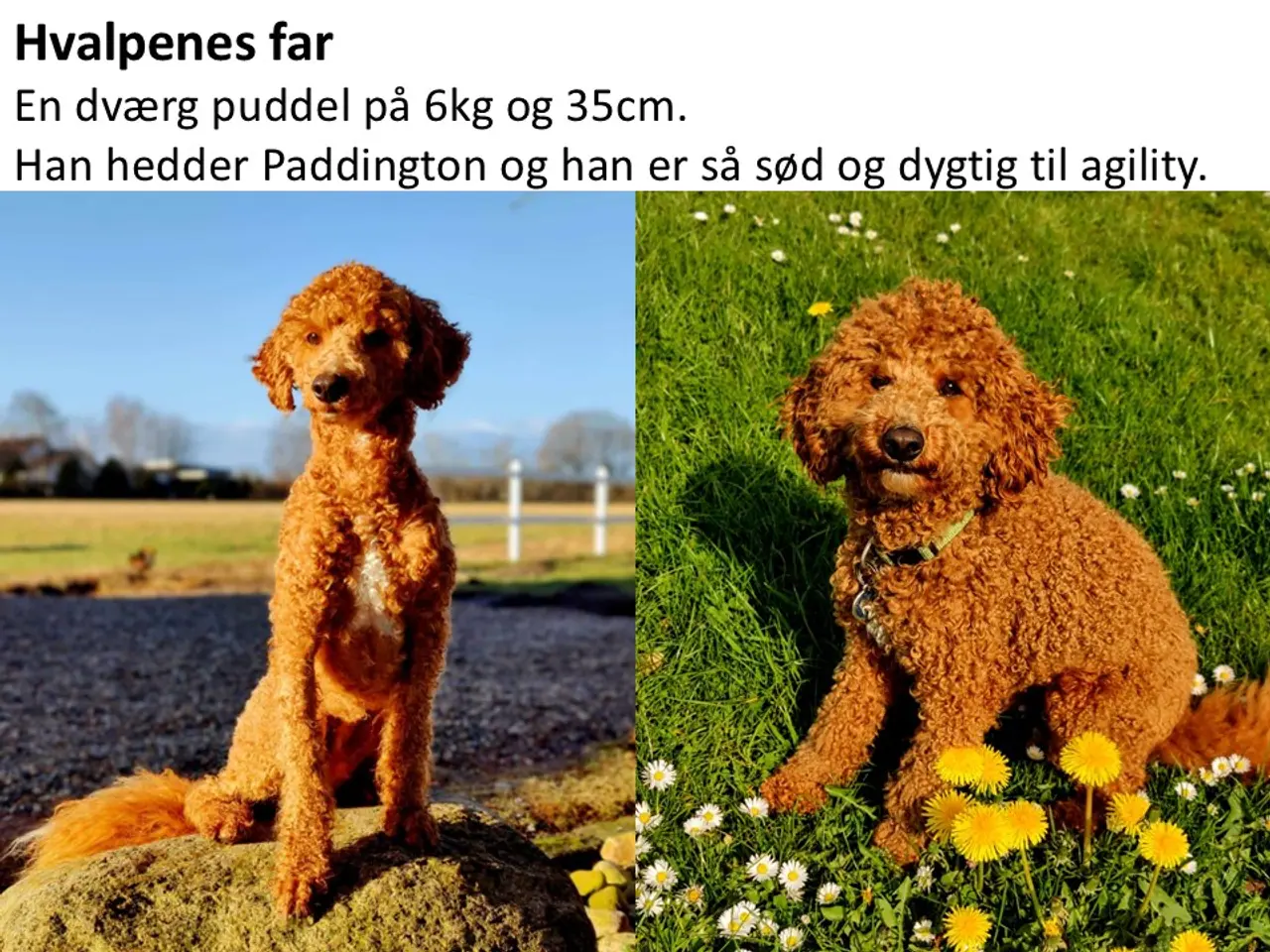 Billede 3 - Coackapoo hvalpe(50% cocker spaniel og 50% puddel)