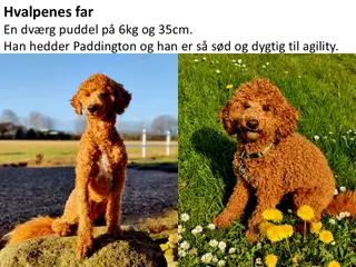 Coackapoo hvalpe(50% cocker spaniel og 50% puddel) - 4