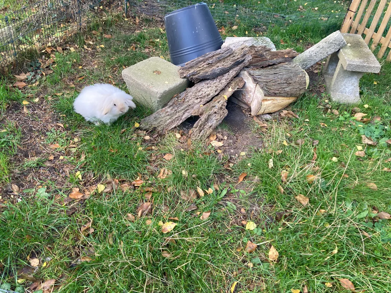 Billede 6 - Utrolig SMUK dobbeltmanket Mini Lion Lop🐇