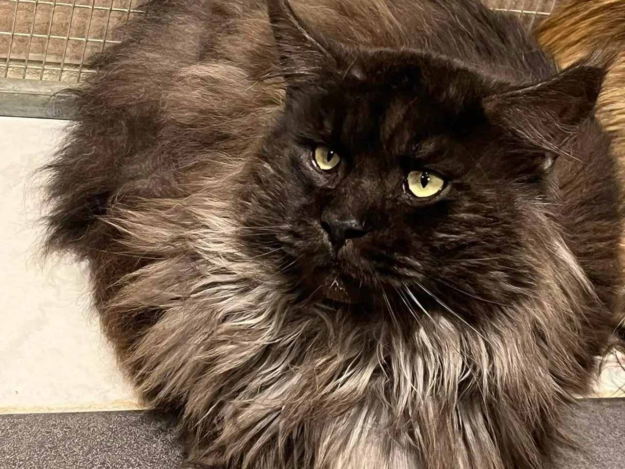 Billede 7 - Ragdoll/Maine Coon killing