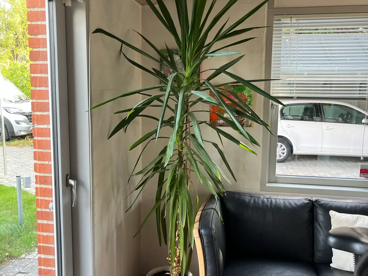 Billede 1 - To yucca palmer sælges