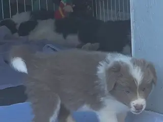 Border Collie stueopdræt hvalpe - 3
