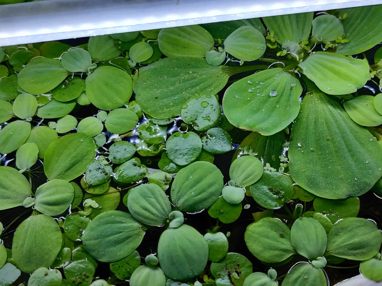 Billede 7 - Akvarie Planter mange slags