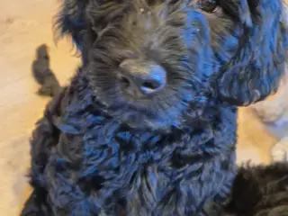 F1B Labradoodle 1 hun tilbage - 4