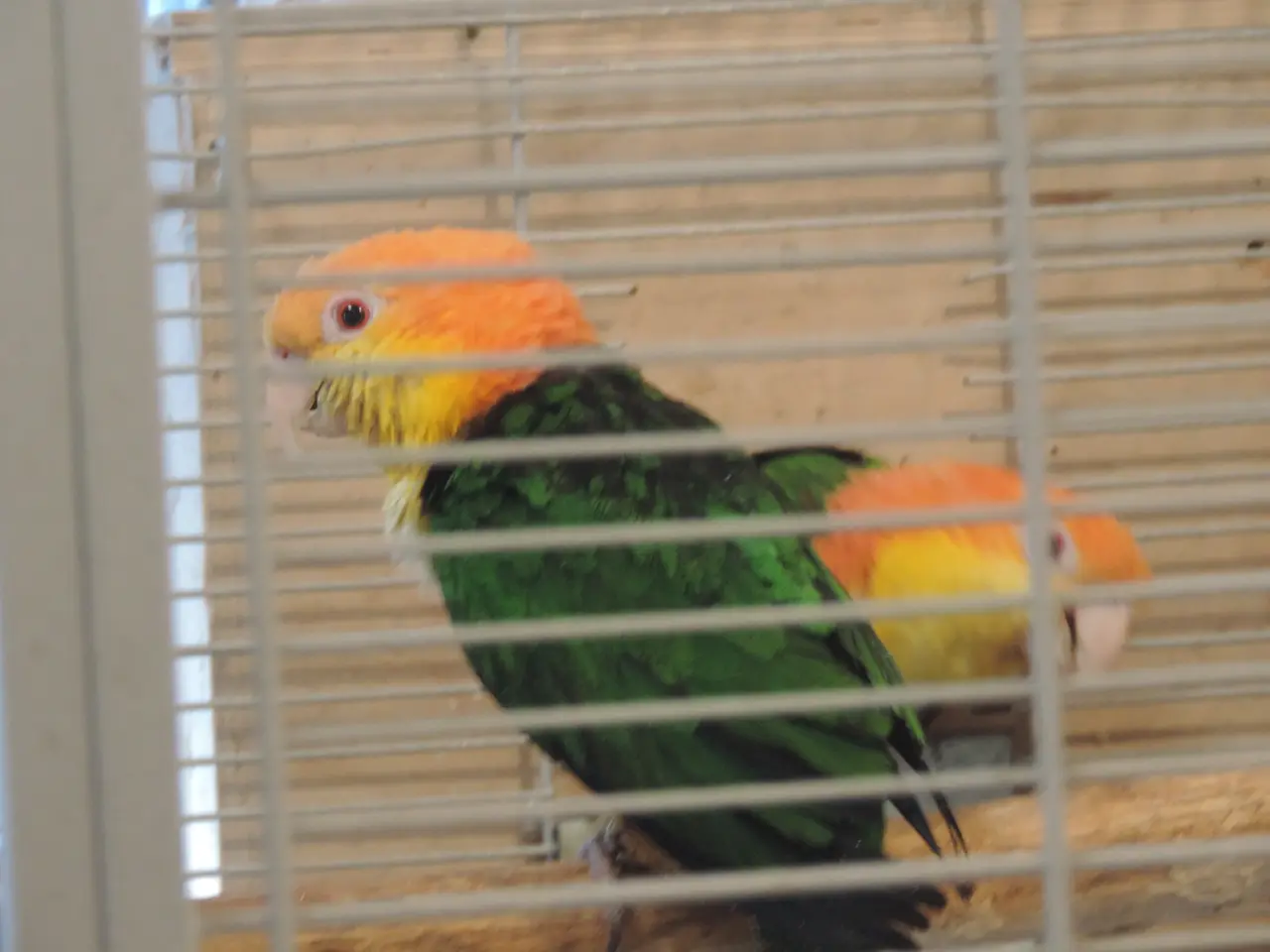 Billede 3 - Rustkappet Caique
