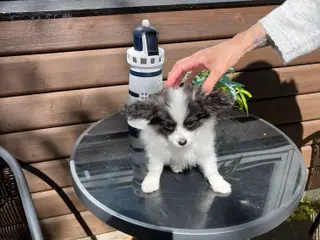 Papillon tæve