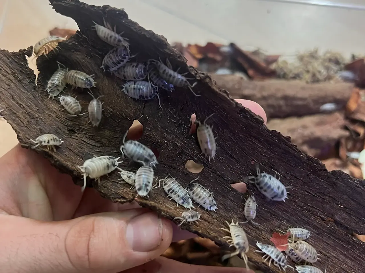 Billede 2 - Porcellio laevis "Dairy Cow"