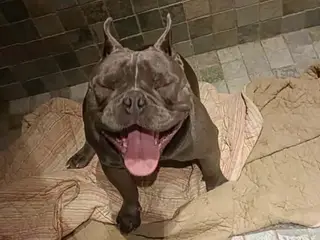 American bully grå/blå