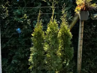 thuja plante hæk (Smaragd)