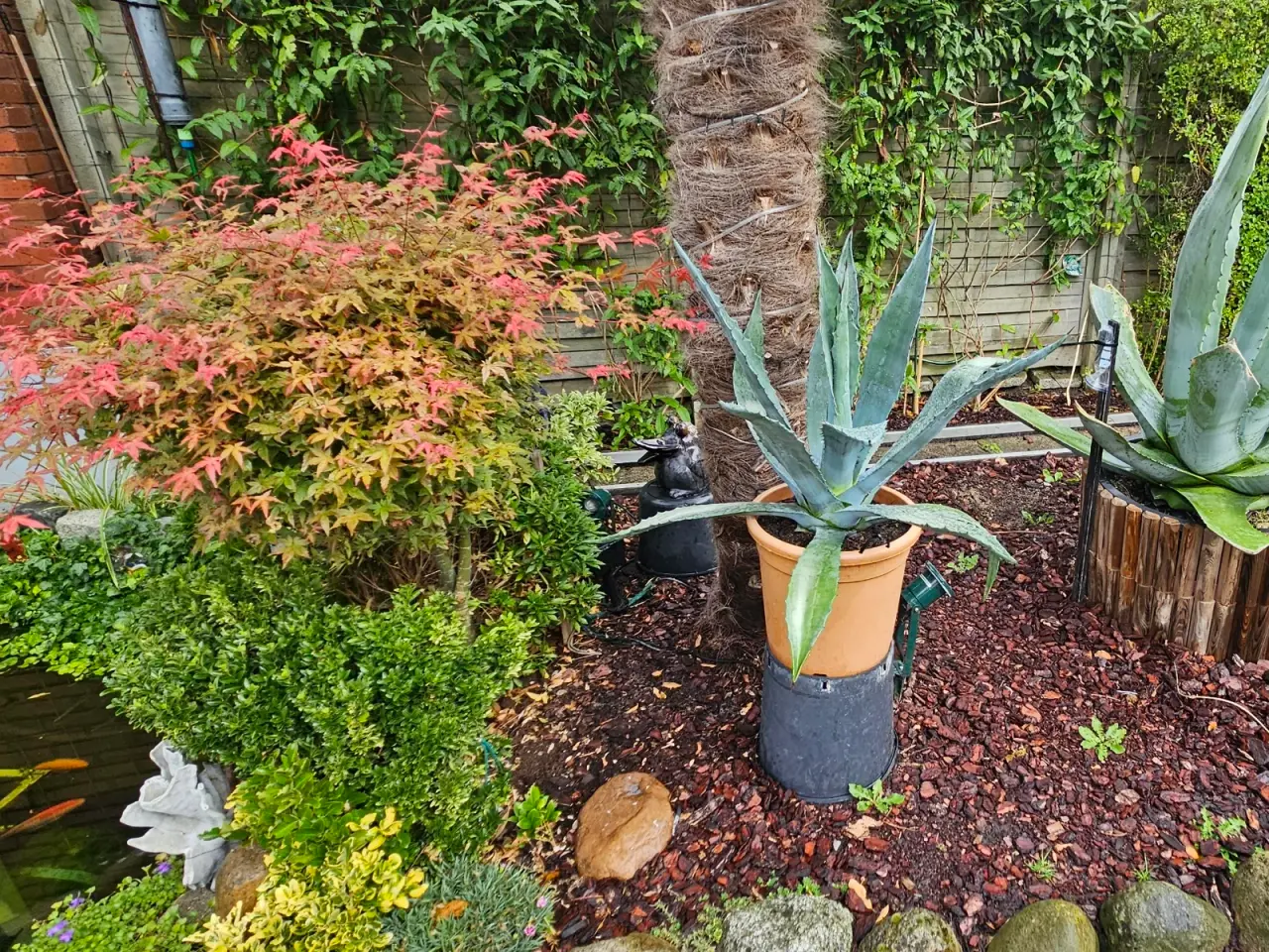 Billede 1 - Agave cirka 50 cm 
