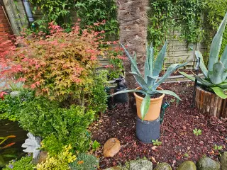 Agave cirka 50 cm