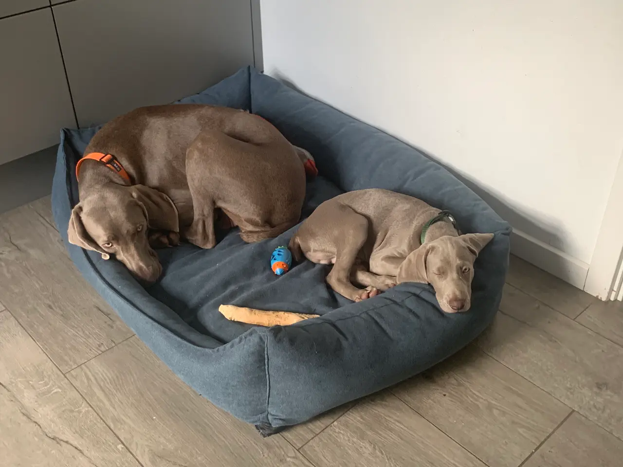 Billede 3 - Weimaraner hvalp søger nyt hjem.