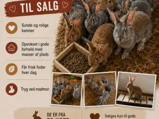 😀 Belgisk kæmper 😀