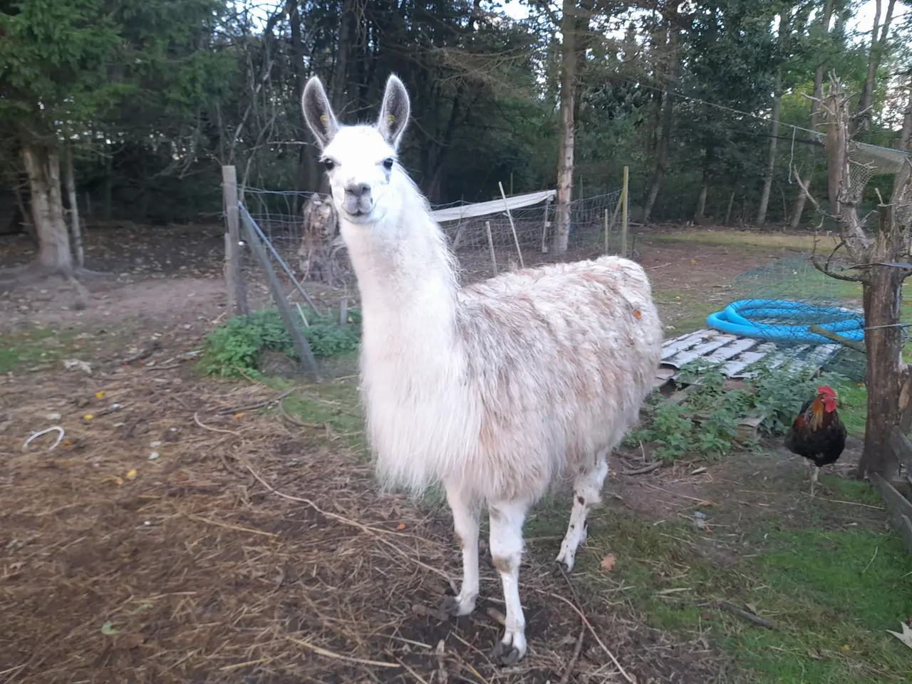 Billede 5 - stor rolig lama hingst