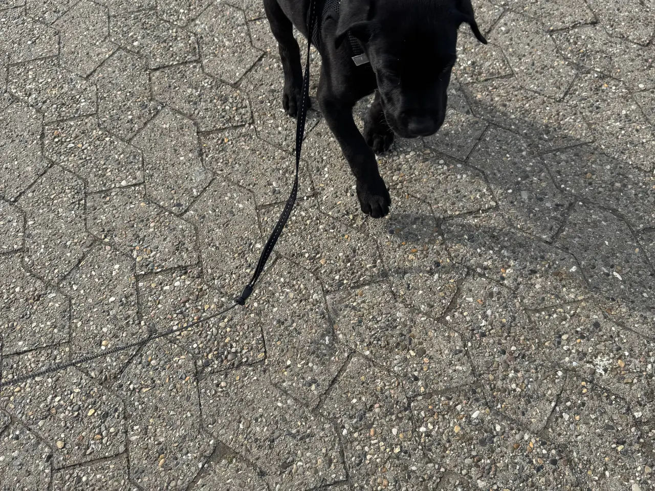 Billede 4 - Labrador blanding 