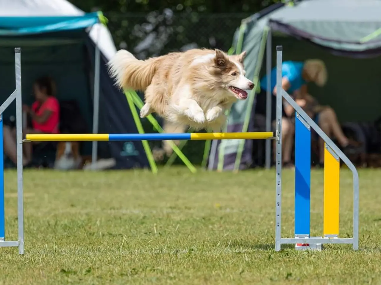 Billede 4 - Hvalpe  stamtavle FC-I Border Collie ADHD, Agility