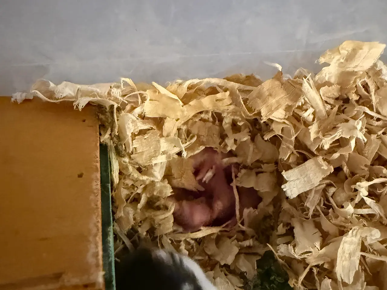 Billede 1 - 3 søde dværghamsterunger – kan reserveres 🐹