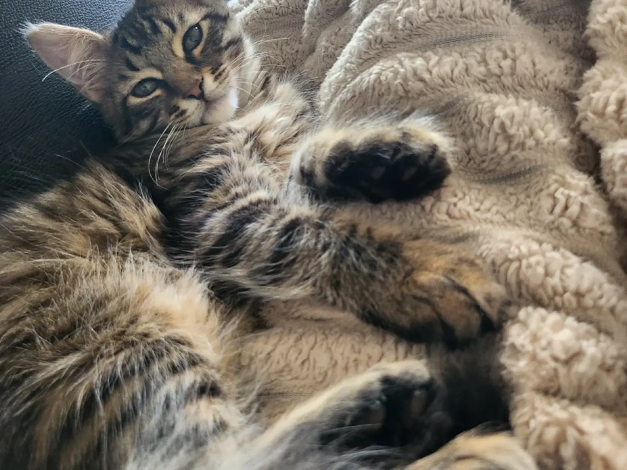 Billede 1 - Main coon cody