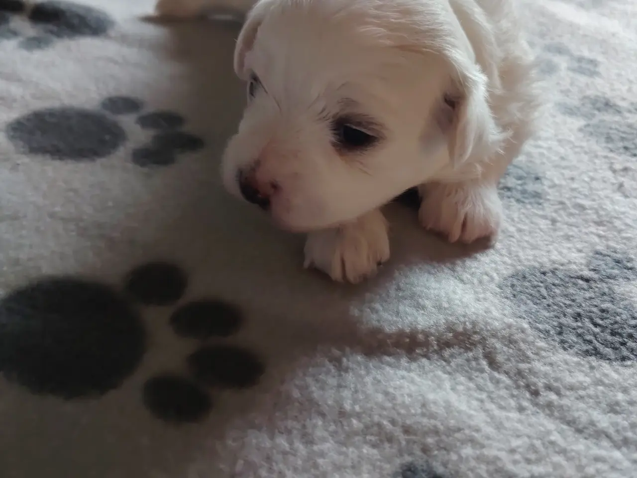 Billede 8 - bichon havanesse hvalpe