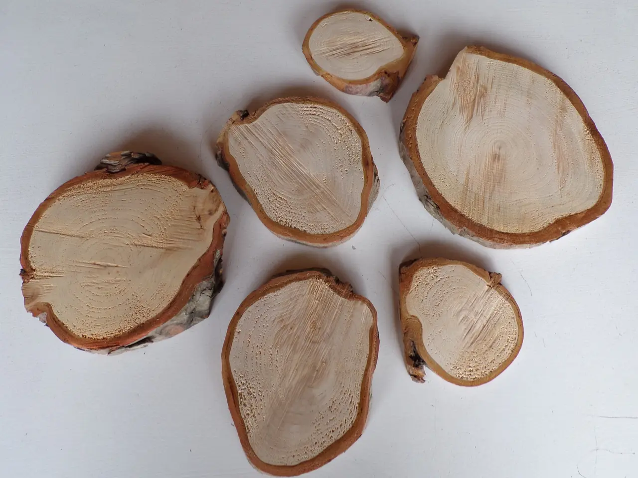Billede 1 - 6 Thuja Træskiver med bark - 10-19,5 cm