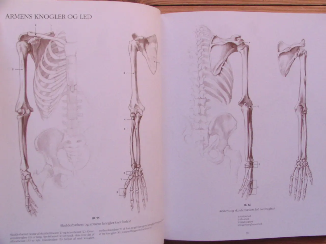 Billede 4 - Anatomisk tegnelære Menneske