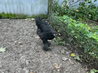 Brahma unghøns til salg