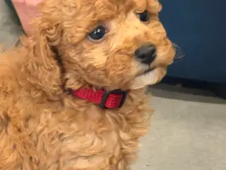 🐾✨ Skønne Maltipoo hvalpe klar juni !