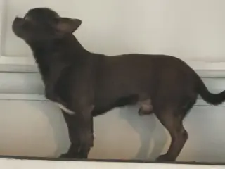 Eksklusiv Blå Chihuahua Han Tilbyder Parring!